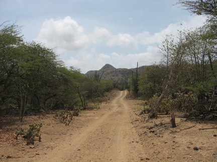 Cactus Road1
